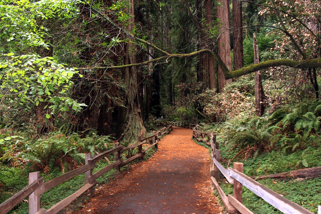 Private Tour of Muir Woods and Sausalito photo 3