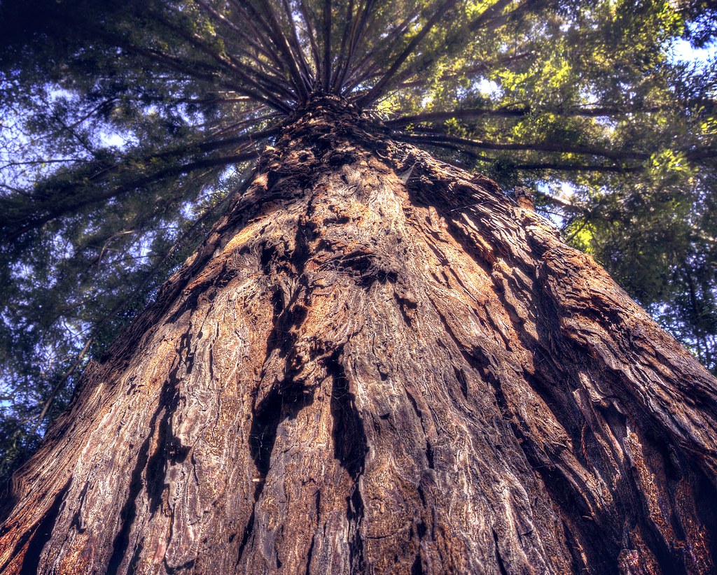 Private Tour of Muir Woods and Sausalito photo 2