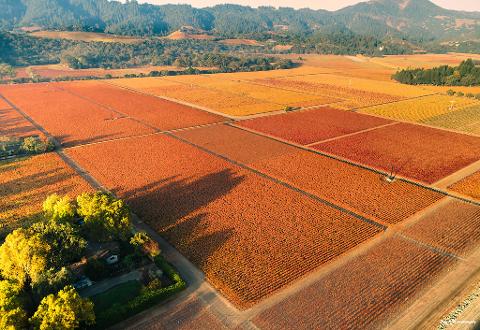 Private Wine Tasting Excursion in Napa Valley
