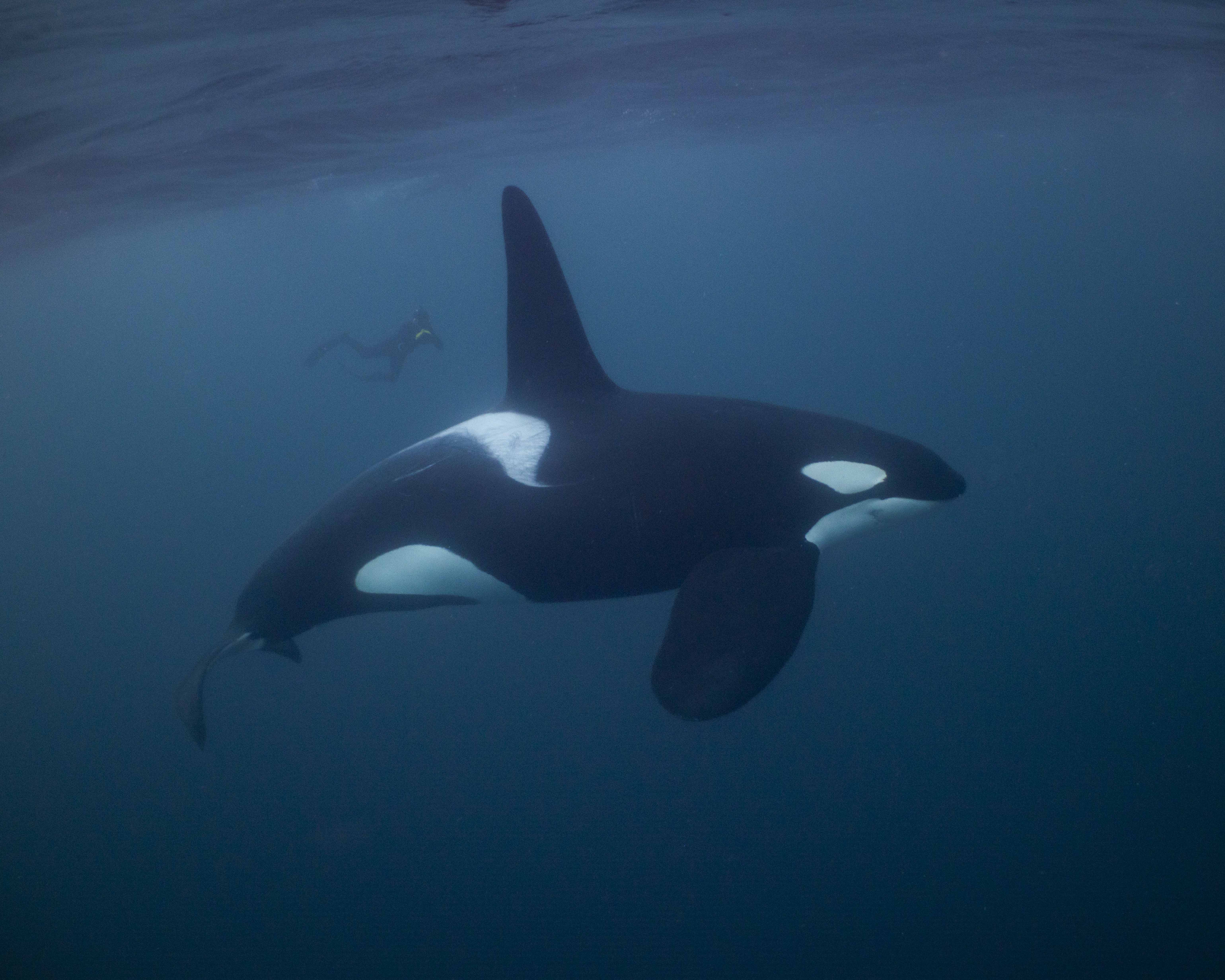 Swim With Orcas In Norway Blue Seafaris Reservations