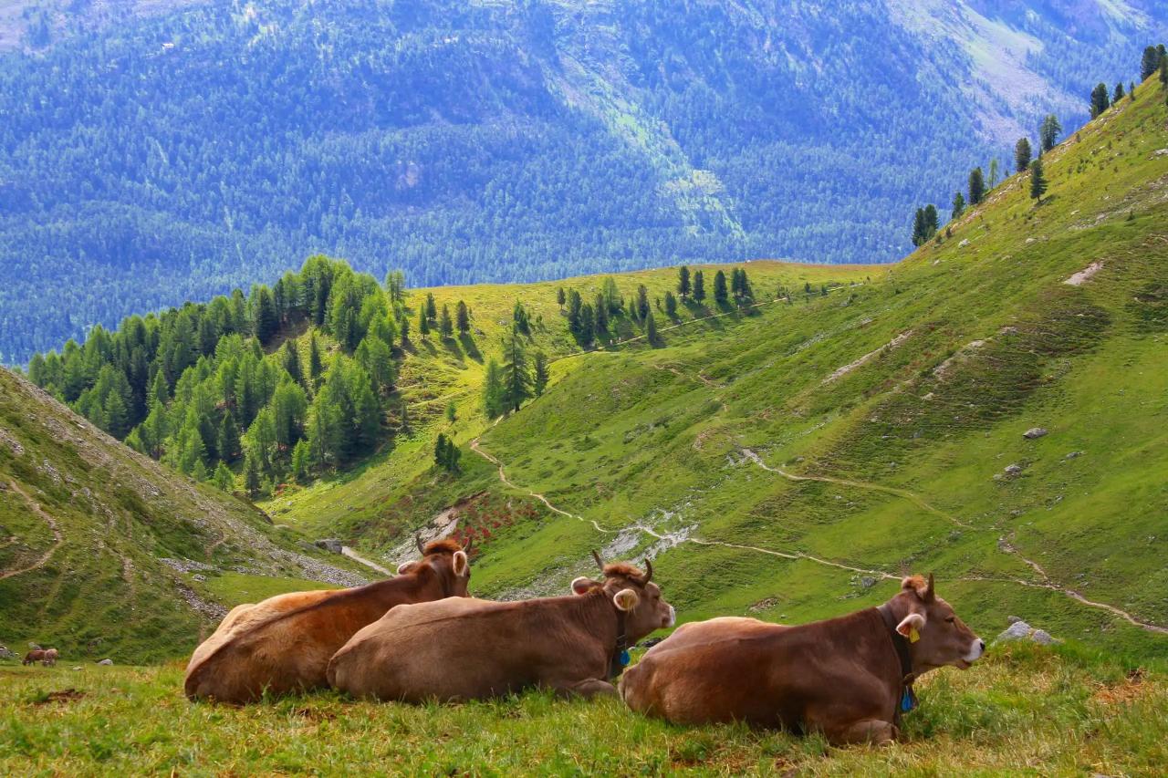 Martigny BEGINNER VIA FERRATAS IN SWITZERLAND MapoTapo