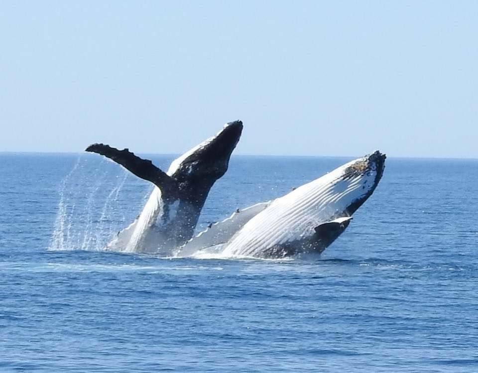 augusta whale watching - 2pm - abbey beach package