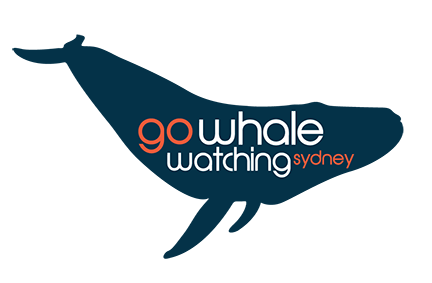 Whale Eco Tour photo 1
