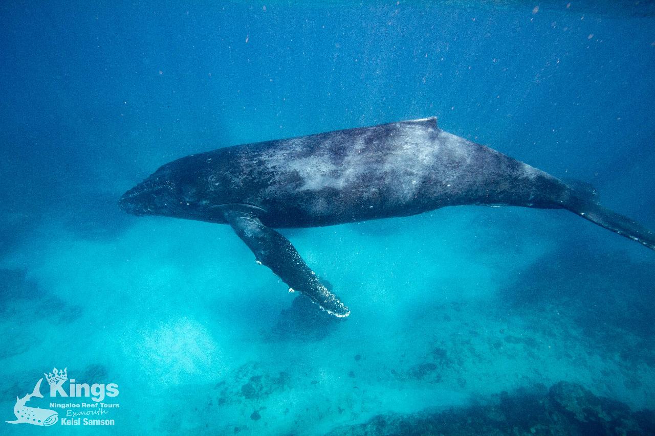 Whale Shark Humpback Eco Sea Life Tour AUG SEPT Kings Ningaloo Reef