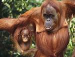 DEMO - Borneo - Orangutan 10 Day Ecotour