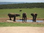 DEMO - Kruger Park Walking Safari - 4 Days