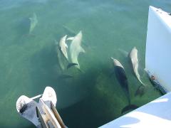 Sail with a bunch of animals - includes a FREE Sunset Cruise