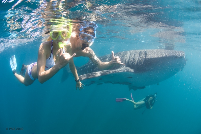 Whale Shark Tours Exmouth Perth Scuba Reservations