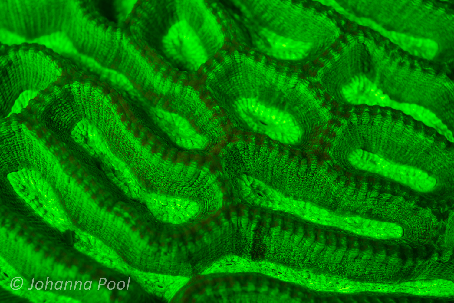 Discover Fluoro Diving