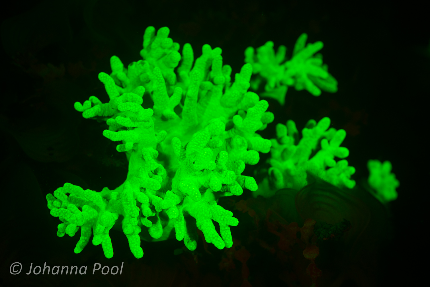 Discover Fluoro Diving