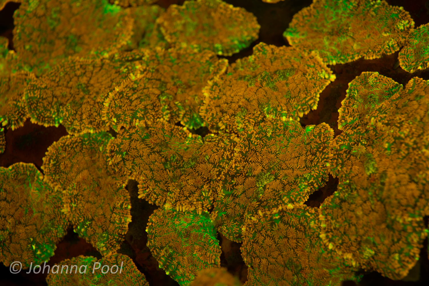 Discover Fluoro Diving