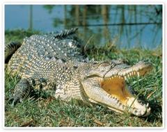Crocodile Express & Australia Zoo Ex Brisbane or Gold Coast