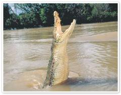 Afternoon Jumping Crocodile Cruise