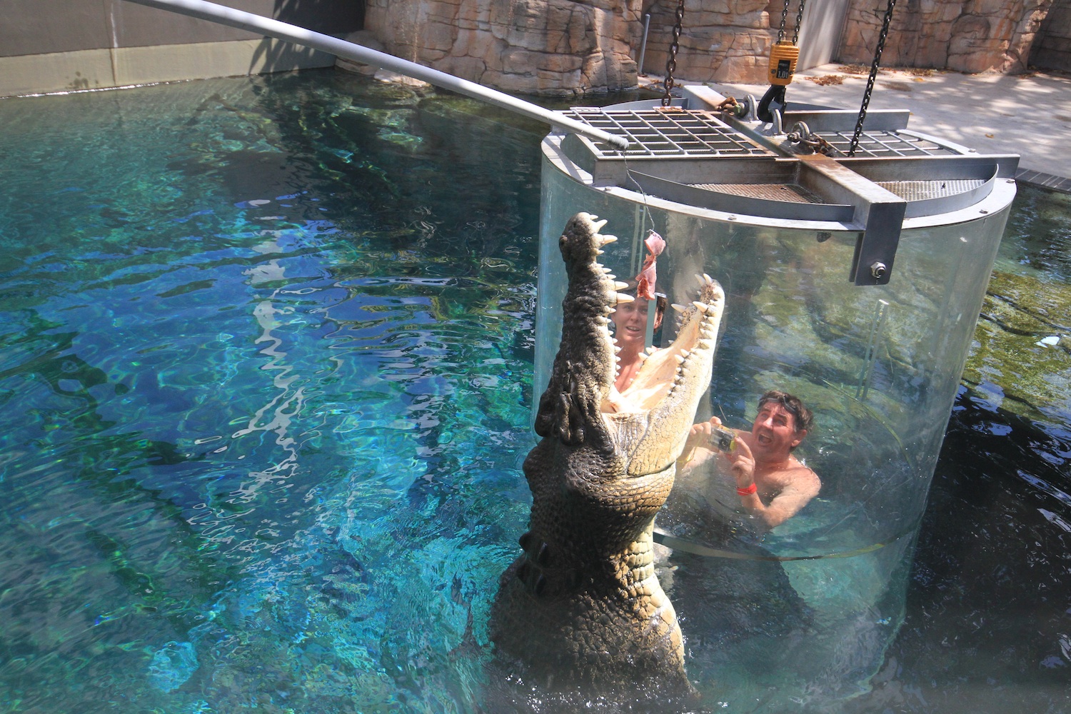 Image result for australia cage crocodile people