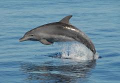 Dolphin Eco Adventure