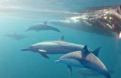 Dolphin Swimmer