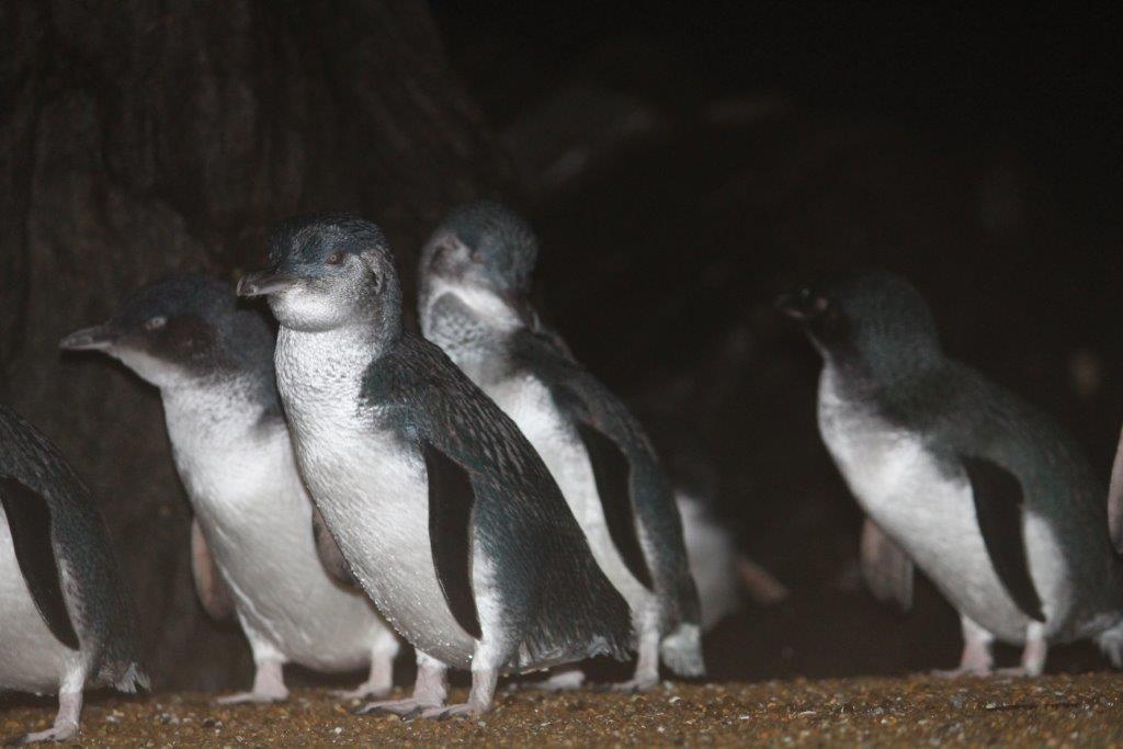 Low Head Penguin Tour Tasmania Australia