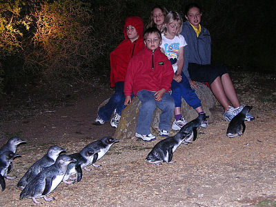 Low Head Penguin Tour Tasmania Australia