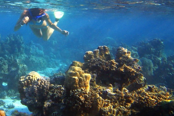 Reef Snorkeling Tour Farito