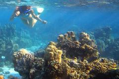 Reef Snorkeling Tour Farito