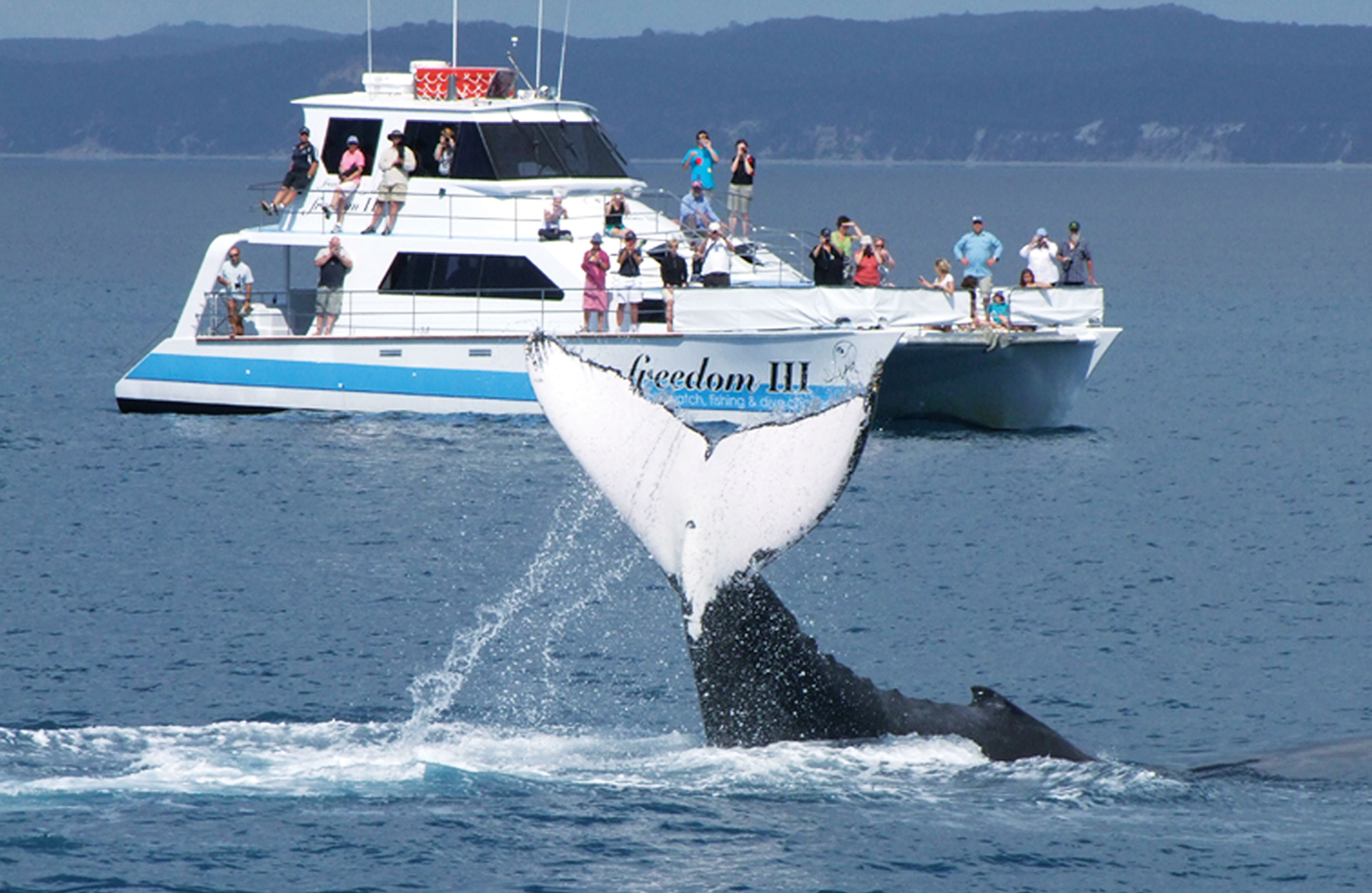 whale watching tour boat