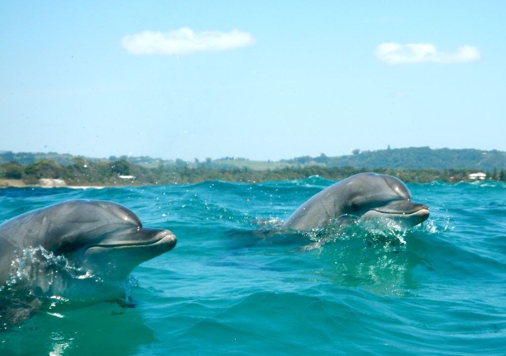 Byron Bay - Dolphins 