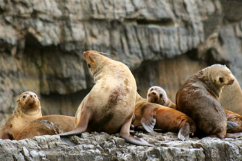 Tasman Island Cruises Full Day Tour from Hobart + Devil Park Tasmania Australia