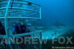Great White Expedition with Leafy Sea Dragons (3N Spring/Summer/Autumn 2016)