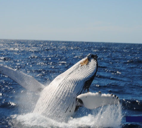 Oz Whale Watching Saturday & Sunday BBQ Lunch Cruise