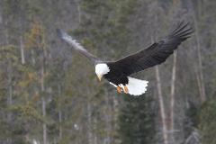Original DELUXE Private Yellowstone Tour (for 7 - 11 guests)