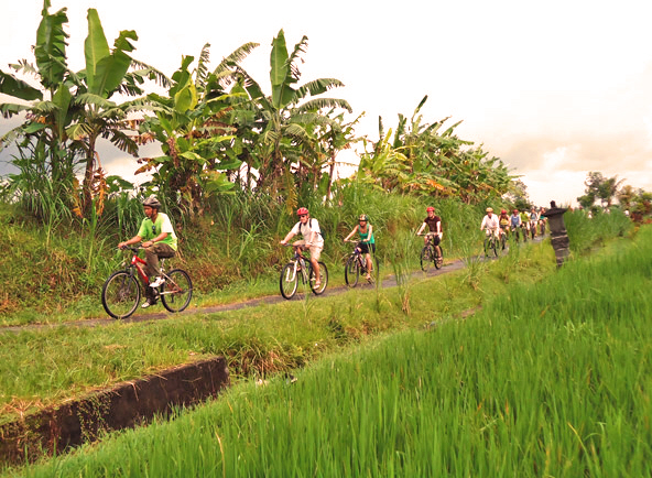 Volcano Downhill Bicycle Tour with Transfers & Lunch  