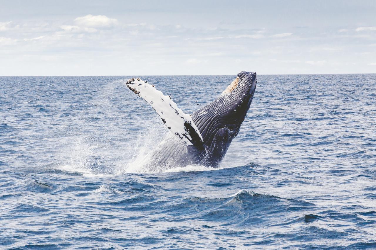 Guided Land Based Whale & Culture Walk
