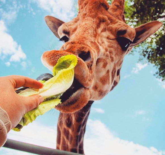 Giraffe Safari Gift Card