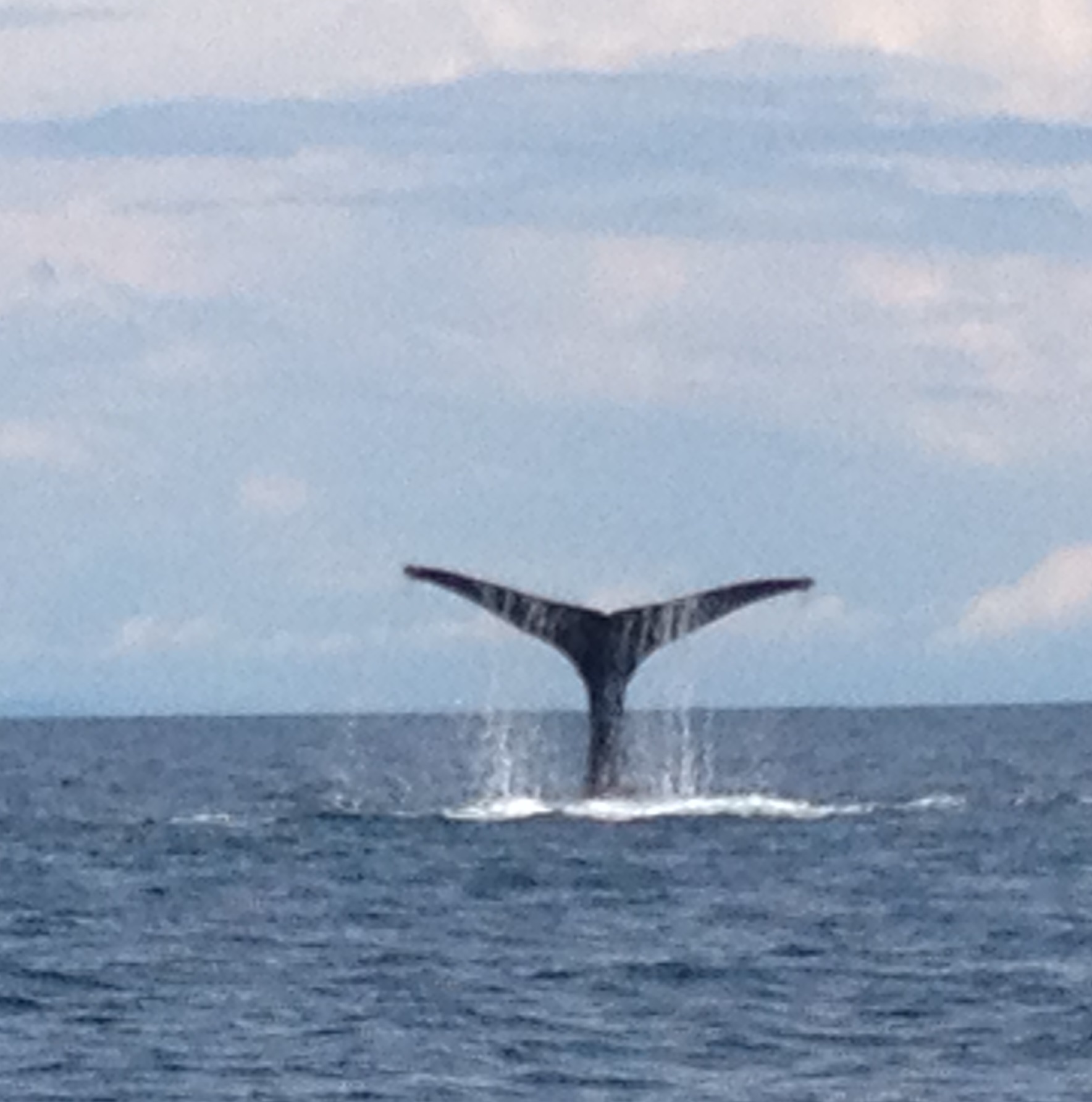 Whale Watching - Private Tour