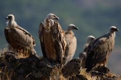 Griffon Vulture Feeding    