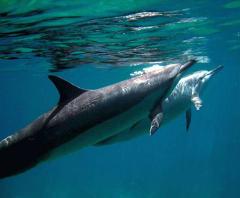 Swim with Dolphins Adventure