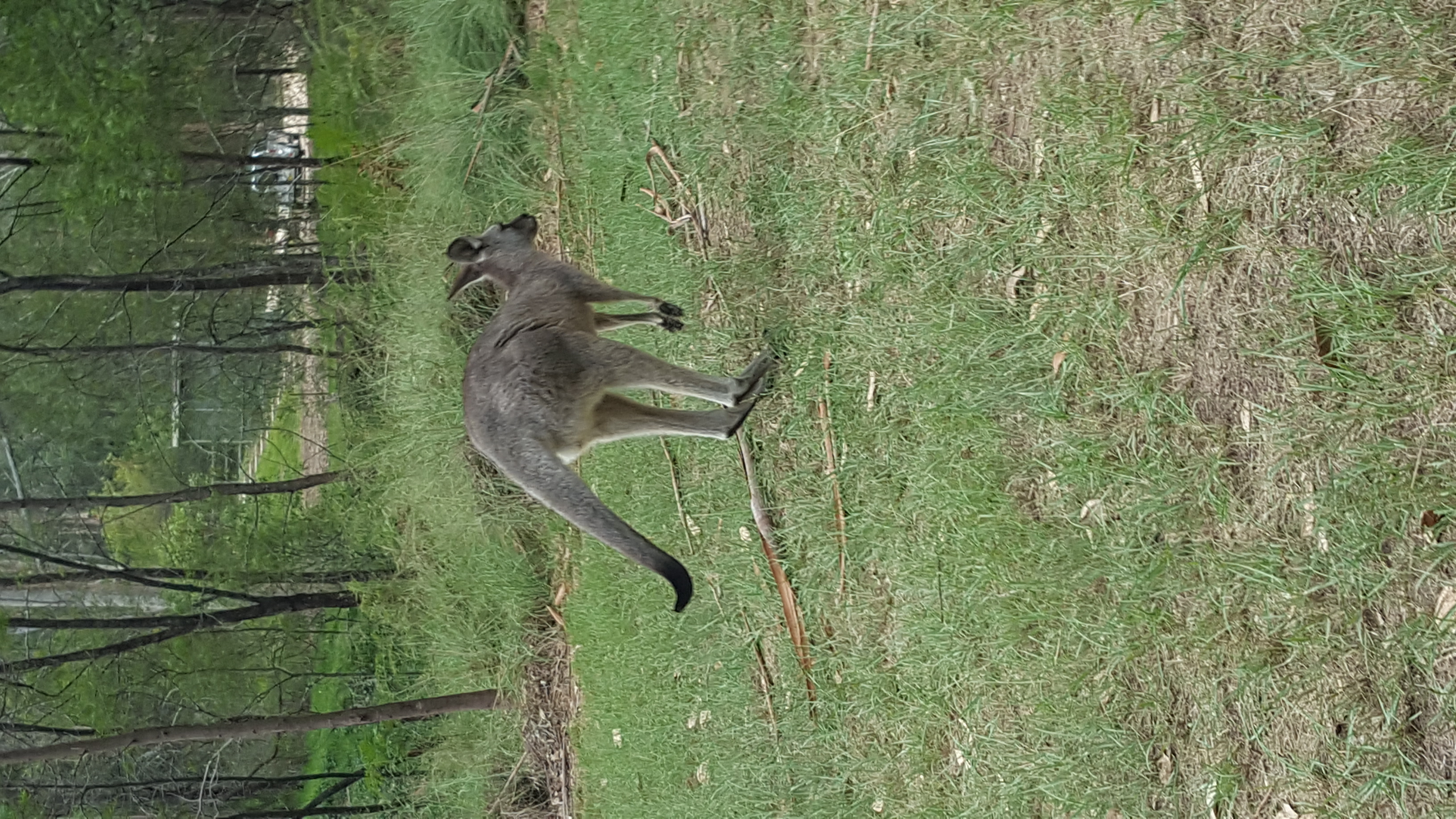 E- Bike (electric) GUIDED TOUR - HALF DAY - PRIVATE CHARTER - Blue Labyrinth - Glenbrook Precinct
