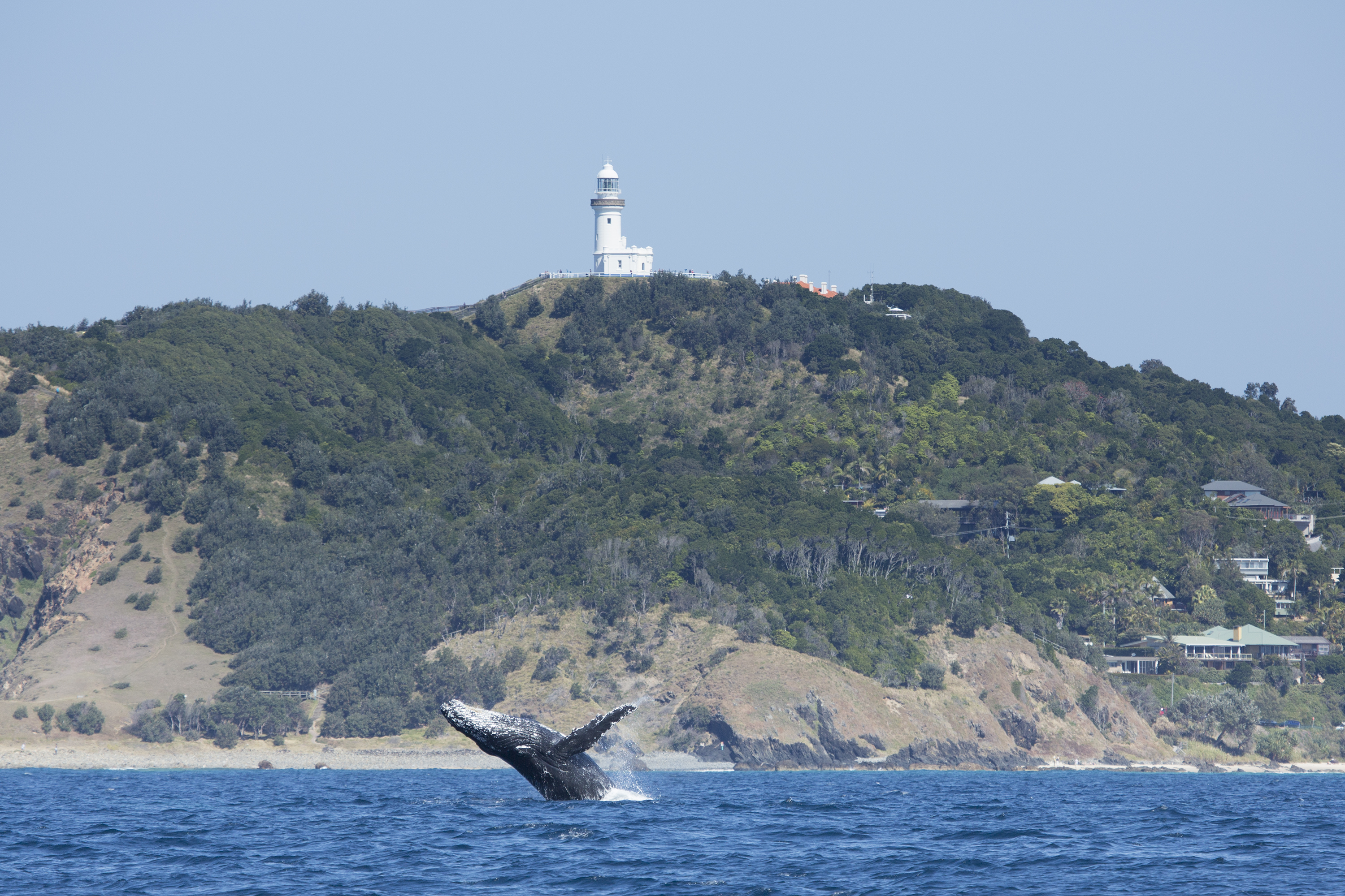 Whale Watching safari