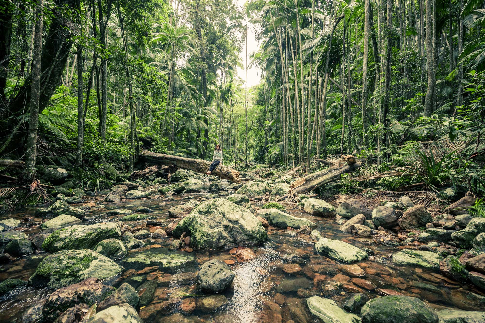 Minyon Waterfall Rainforest Tour