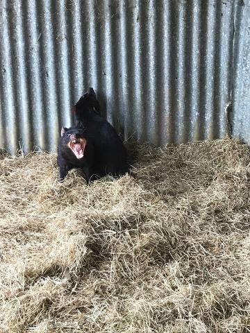 Tasmanian Devil Unzoo & Tasman Peninsula Tasmania Australia