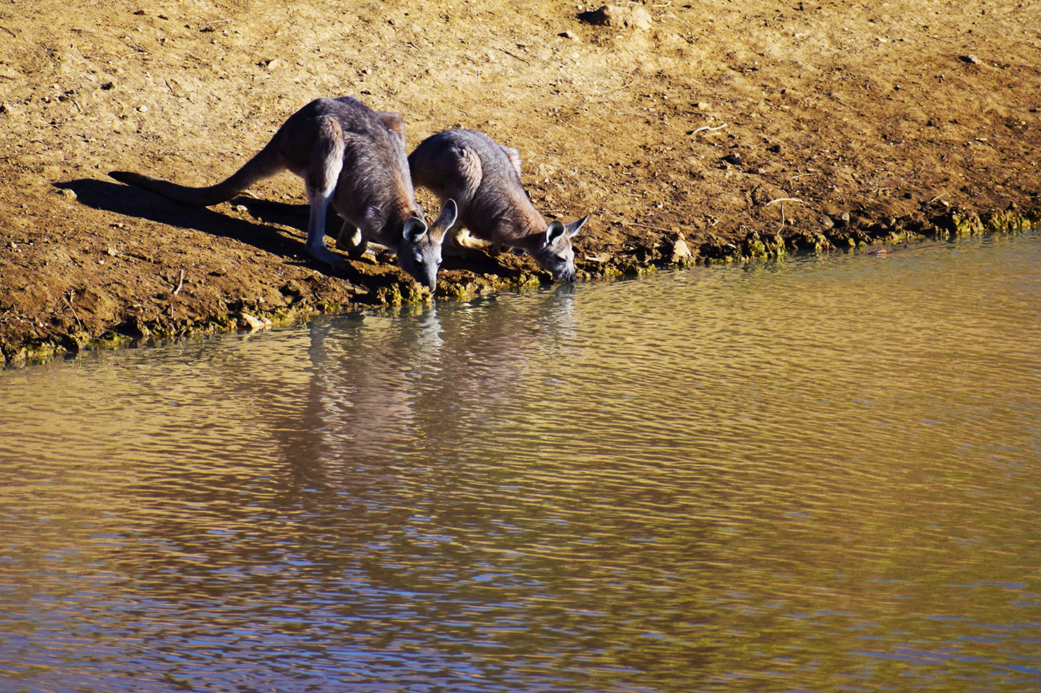 6 Day Outback NSW Experience Package