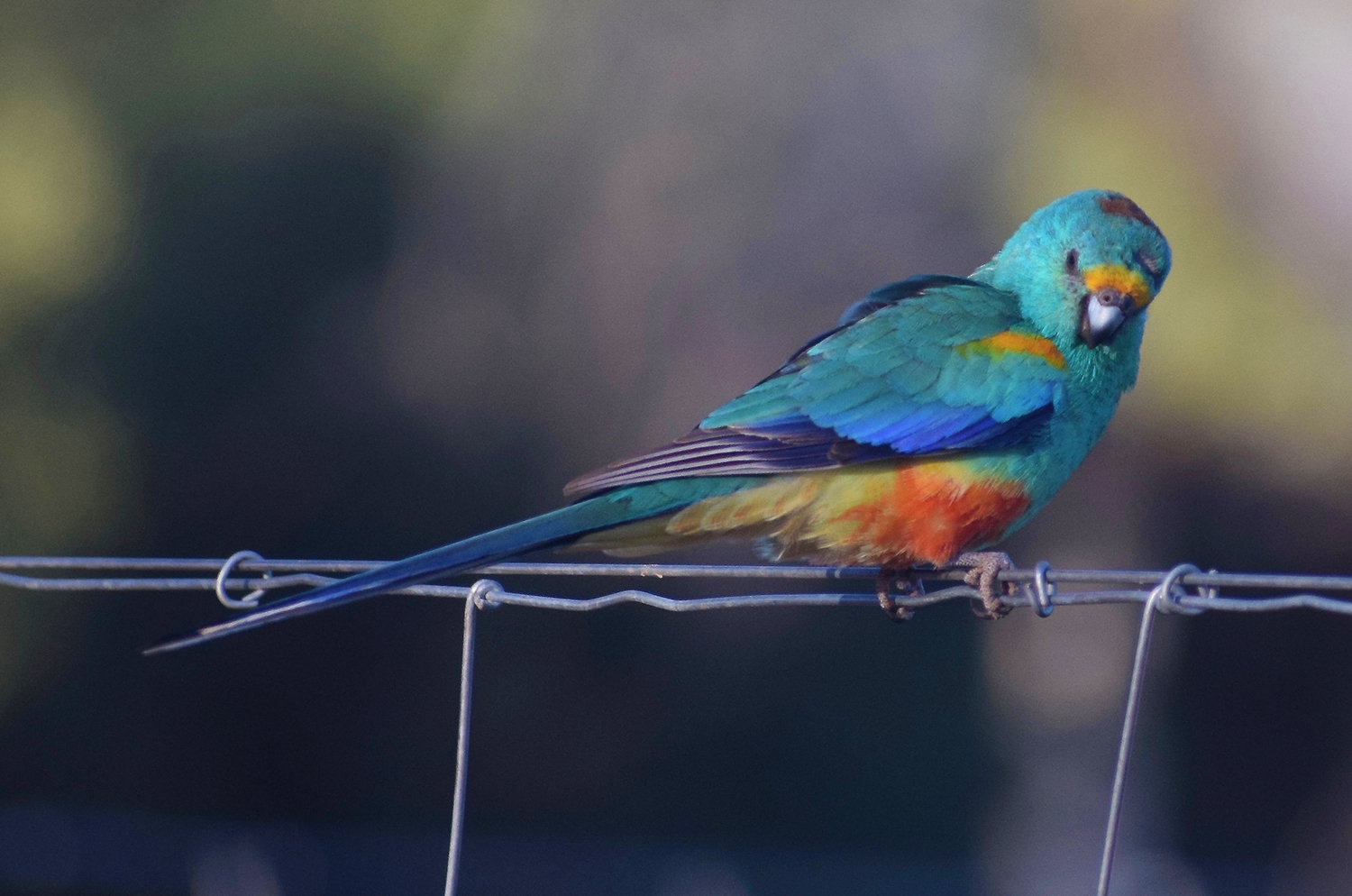 Broken Hill and Surrounds Deluxe  - 3 Day Package