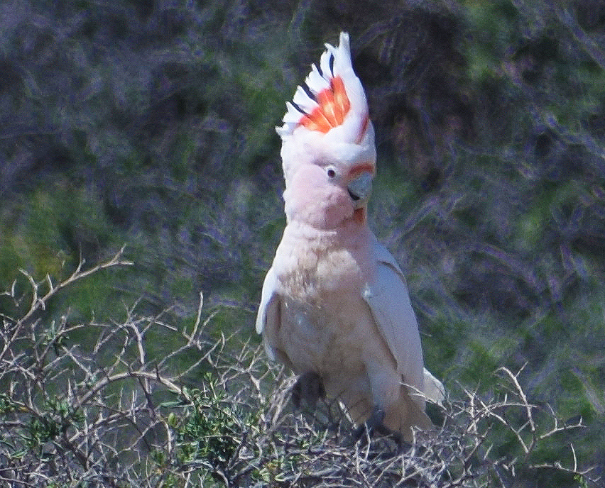 1 Day Menindee and Kinchega NP Tour