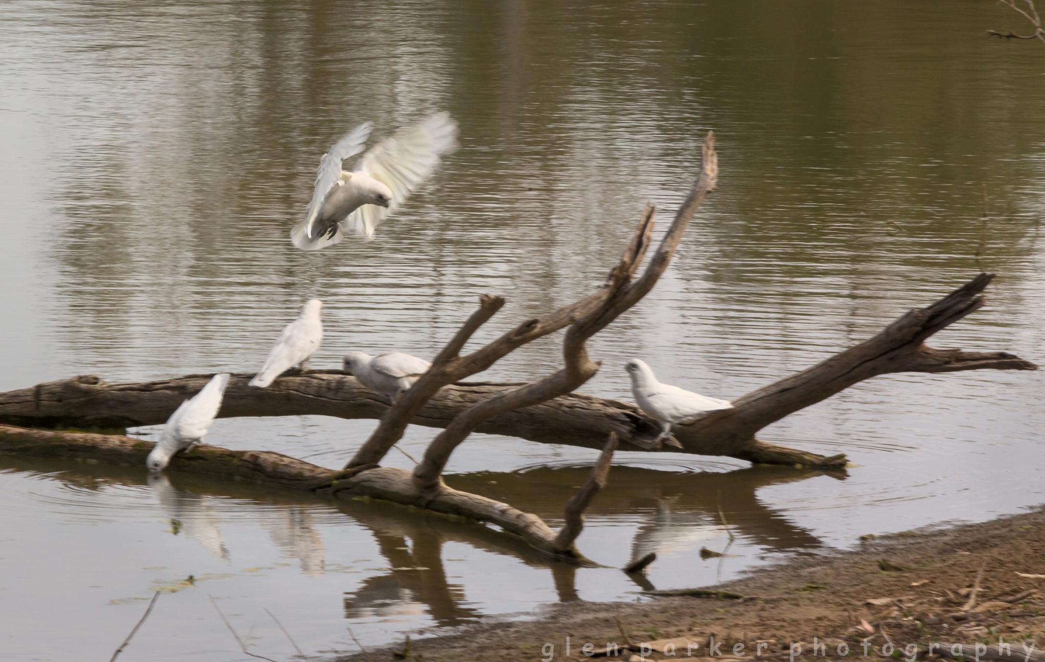 1 Day Menindee and Kinchega NP Tour