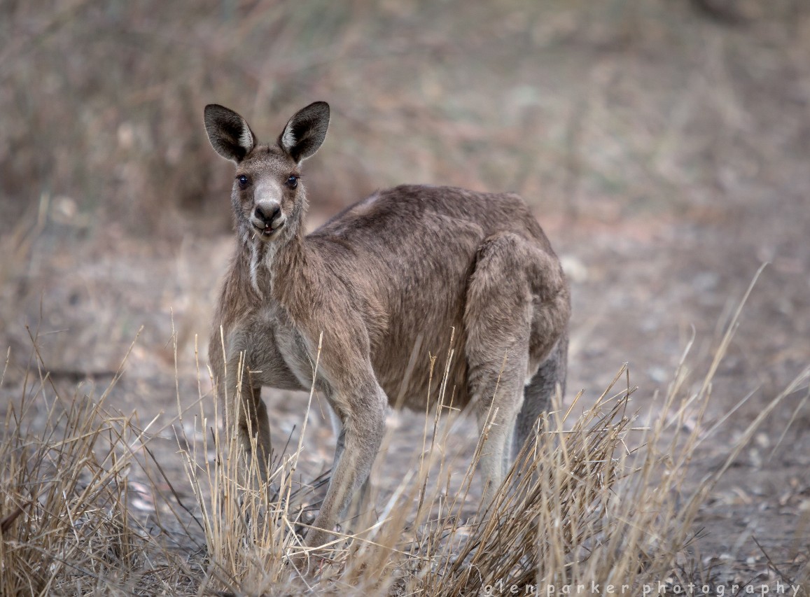Broken Hill and Surrounds Deluxe  - 3 Day Package