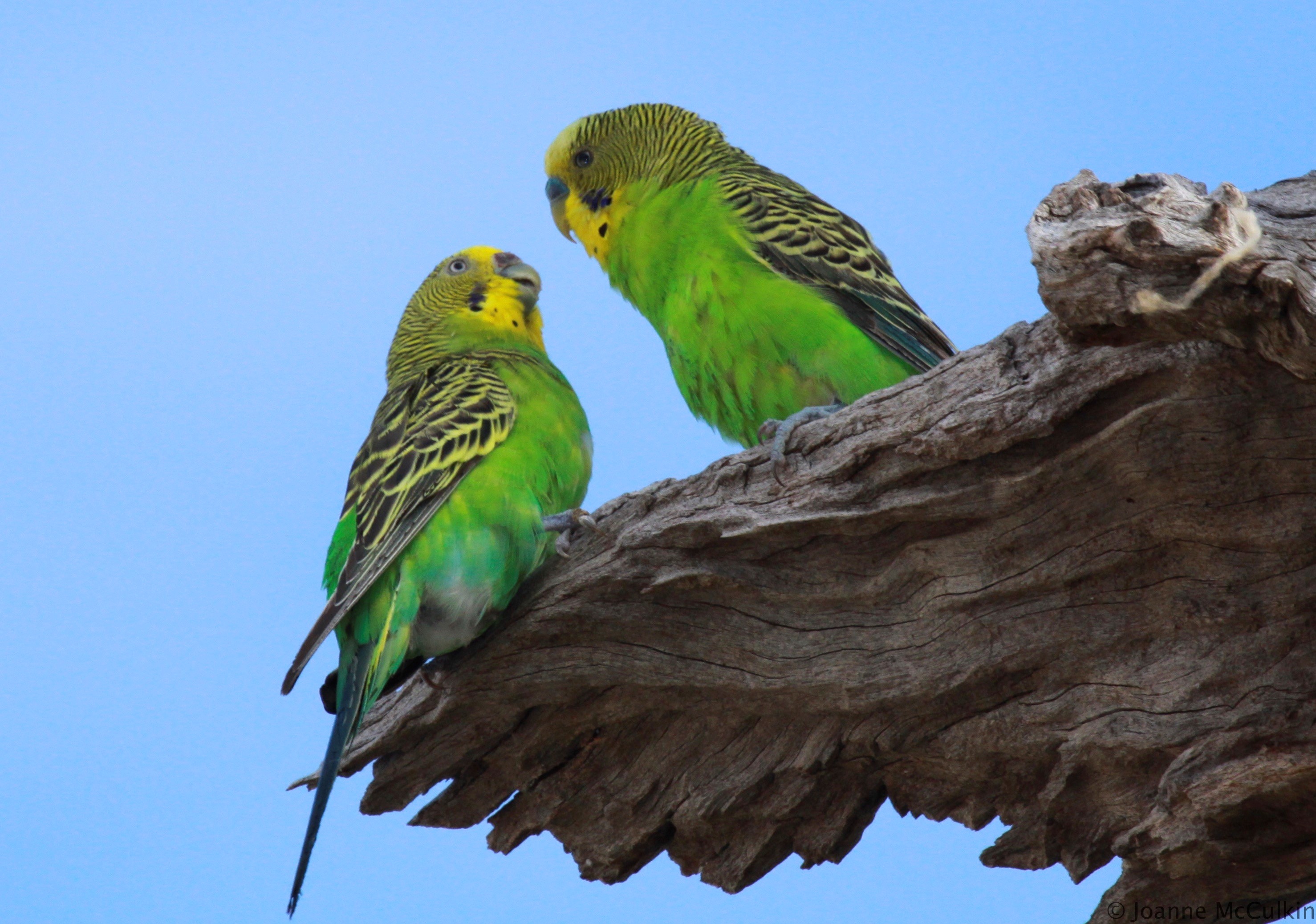 6 Day Outback NSW Experience Package