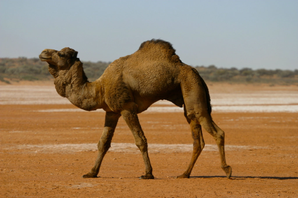 1 Day Menindee and Kinchega NP Tour