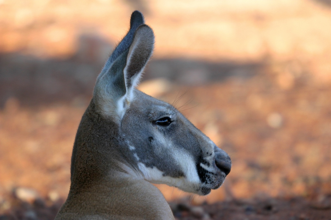 1 Day Menindee and Kinchega NP Tour