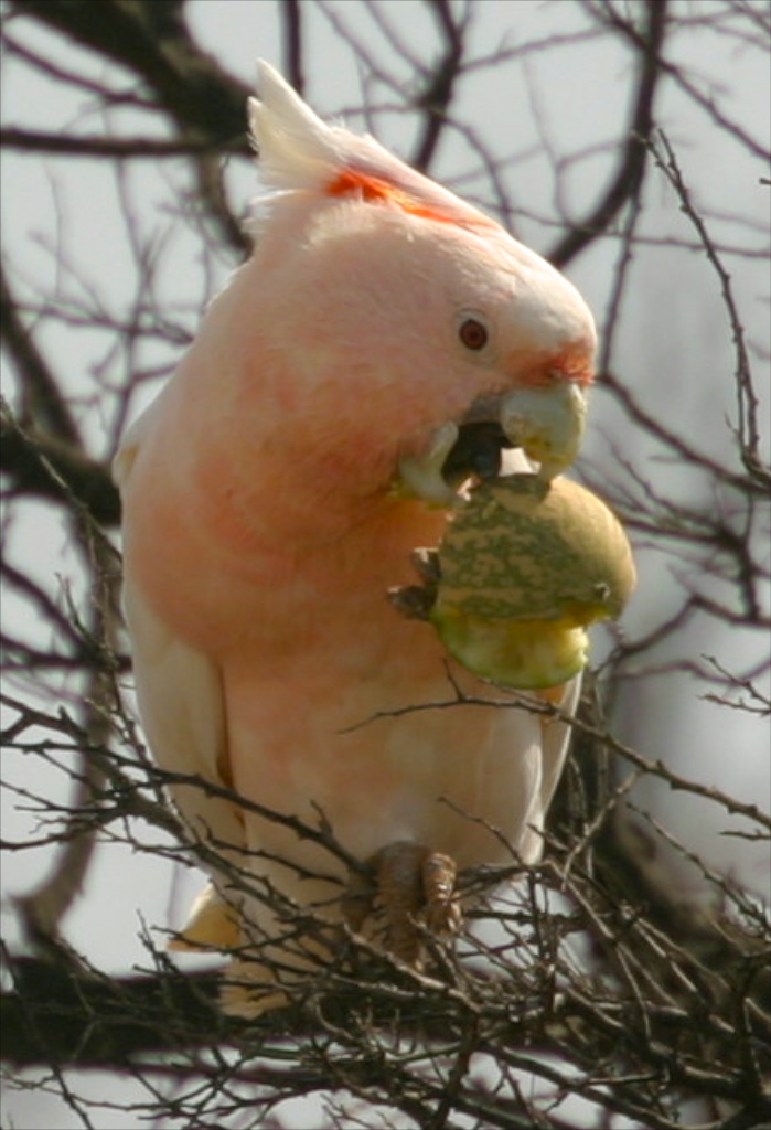 6 Day Outback NSW Experience Package