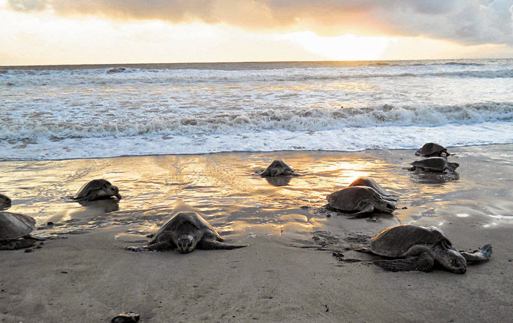 2-DAY TORTUGUERO EXPEDITION